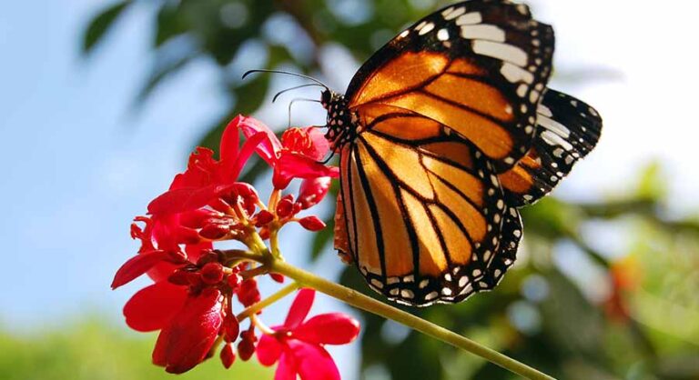 Mariposa Monarca y Angangueo
