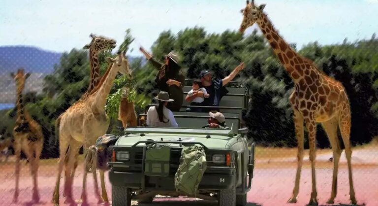 Africam Safari