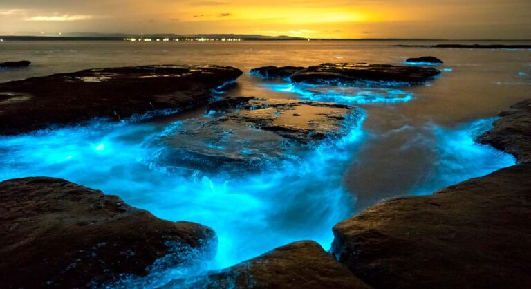 Bioluminiscencia y Playas de Oaxaca